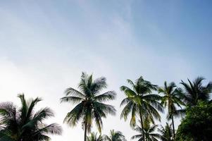 The coconut trees and the sky have beautiful clouds. photo