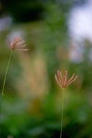 Grass flowers that occur naturally in the rainy season Fertile