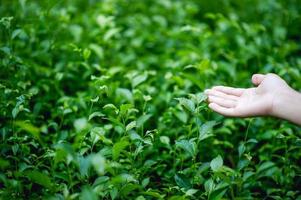 manos y tapas de té verde que son naturalmente hermosas verdes foto