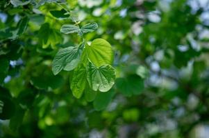 Green leaves are in the green area in the rainy season. Abundant natural concepts photo