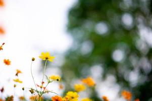 Yellow flowers in a beautiful flower garden, close-up with bokeh photo