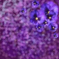 Violet delicate flowers, frame, background, card, invitation photo