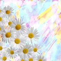 Chamomile, daisy  flowers on a bright background frame photo
