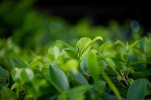 las puntas de las hojas de té verde son ricas y atractivas. foto