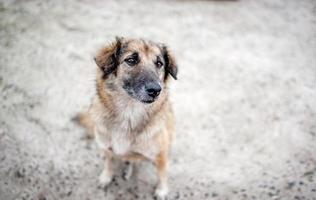 Cute little dog sitting happily. photo