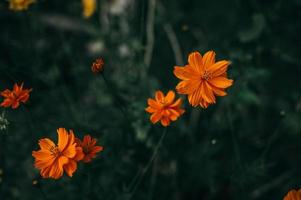 Abundant natural yellow flowers Flower and plant concepts photo