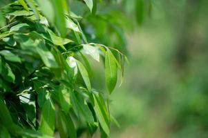 Green leaves are in the green area in the rainy season. Abundant natural concepts photo