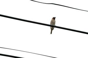 el único pájaro marrón se cuelga del cable eléctrico solo con el cielo abierto y blanco. foto