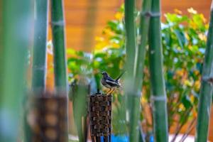 black bird with white line on its wing hangs on to a wood tile torch, with bamboo around. photo