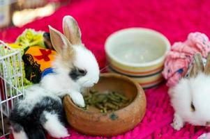 Cute little white rabbit Pet care concept With copy space photo