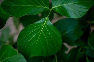 Green leaves, green leaf photos that are rich in natural areas Concept of nature love