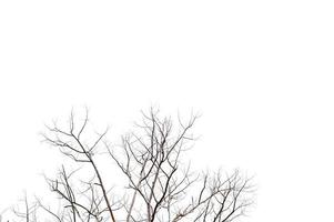 ramitas secas, árboles secos en un concepto de objeto de fondo blanco foto