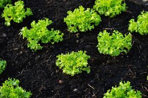 Vegetable garden from farmers without farmers Concept of vegetable garden,kitchen and non-toxic food photo