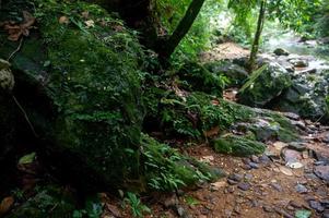 Forest green fertile areas in the forest area photo