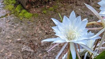 las flores son blancas para servir como un hermoso fondo natural. foto