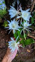 Flowers are white to serve as a beautiful natural background. photo