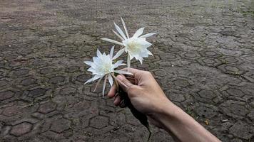 Flowers are white to serve as a beautiful natural background. photo