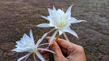 Flowers are white to serve as a beautiful natural background. photo