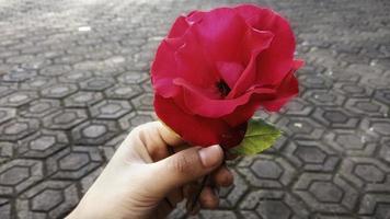 Rose flowers to be used as a beautiful natural background. photo