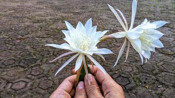 Flowers are white to serve as a beautiful natural background. photo