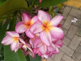 Plumeria flower pink and white frangipani tropical flower, plumeria flower blooming on tree, spa flower photo