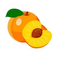 the peach is whole with a leaf and half with a stone vector