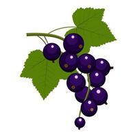 currant, black currant twig with leaves. vector