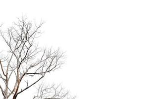 Dry twigs, dry trees on a white background Object concept photo