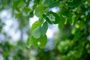 Green leaves are in the green area in the rainy season. Abundant natural concepts photo