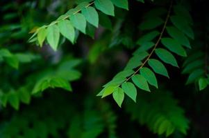 hojas de grosella verde natural foto