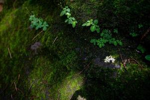 Moss and small plant species occur along the rocks. photo