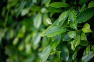 The tops of green tea leaves are rich and attractive. photo