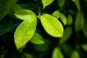 Green tea leaves, young shoots that are beautiful photo