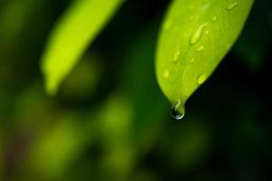 Green tea leaves, young shoots that are beautiful photo