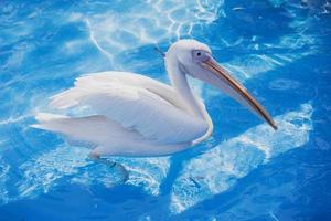 White pelican bird with yellow long beak swims in the water pool, close up photo