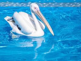 White pelican bird with yellow long beak swims in the water pool, close up photo