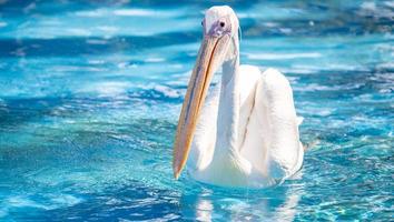 pájaro pelícano blanco con pico largo amarillo nadando en la piscina de agua, de cerca