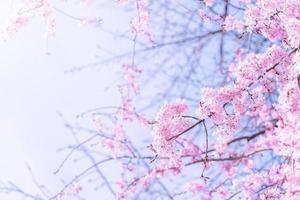 hermosas flores de cerezo sakura florecen en primavera en el parque del castillo, copie el espacio, cierre, macro. foto