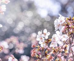 hermosas flores de cerezo yoshino sakura prunus yedoensis árbol florece en primavera en el parque del castillo, copie el espacio, cierre, macro. foto