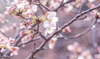 Beautiful yoshino cherry blossoms sakura Prunus  yedoensis tree bloom in spring in the castle park, copy space, close up, macro. photo