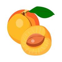 apricot with a leaf, whole and half apricot with a stone vector