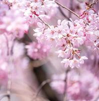 Beautiful cherry blossoms sakura tree bloom in spring in the castle park, copy space, close up, macro. photo