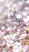 Beautiful yoshino cherry blossoms sakura Prunus  yedoensis tree bloom in spring in the castle park, copy space, close up, macro. photo