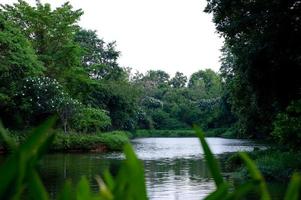 el agua fluye a través de la naturaleza y la abundancia de árboles en el arroyo.