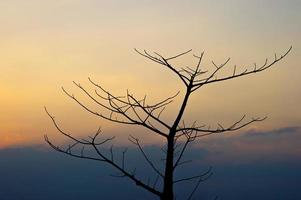 Black branches and sunset, orange sky, silhouette concept photo