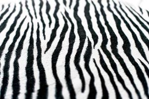 Zebra black and white background image Beautiful visual concept photo