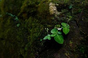 Moss and small plant species occur along the rocks. photo