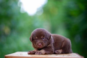 Cute brown puppies sitting on the table photo