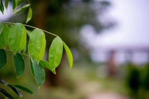 Green leaves, green leaf photos that are rich in natural areas Concept of nature love