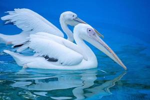 White pelican bird with yellow long beak swims in the water pool, close up photo